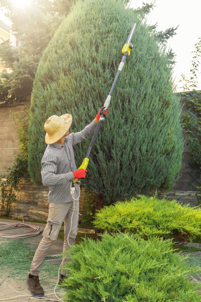 Payson, AZ Tree Care  Company